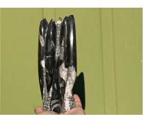 Orthoceras - Pijlstaartinktvis - Belemniet
