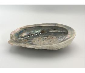 Abalone schelp middel