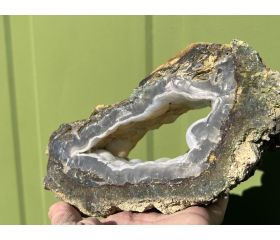 Botryoidal Agaat in Versteend hout.  