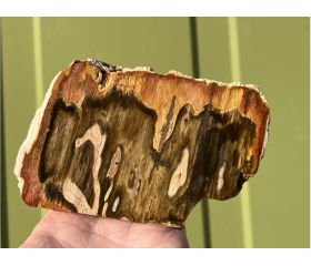 Versteend hout sculptuur half gepolijst uit Indonesië 