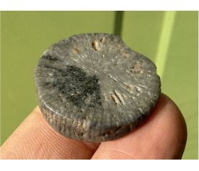 Gefossiliseerde Hoorn Koraal