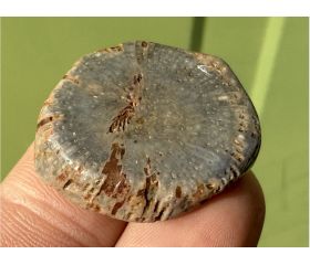 Gefossiliseerde Hoorn Koraal