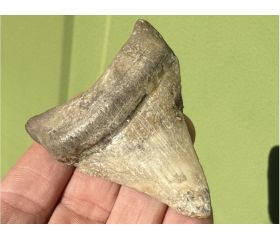 Megalodon tand fossiel
