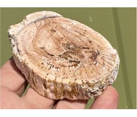 Versteend hout schijf plak slab