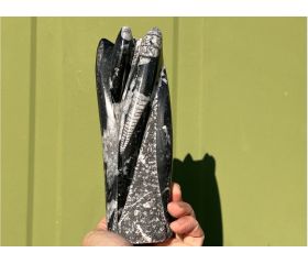 Orthoceras - Pijlstaartinktvis - Belemniet