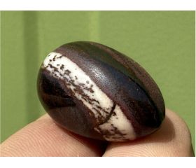 Tijgerijzer eitjes 
