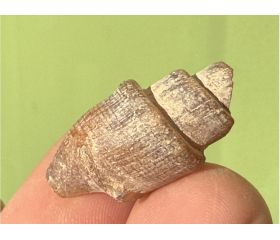 Turitella Fossielen Marokko 