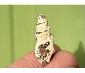 Turitella Fossielen Marokko 