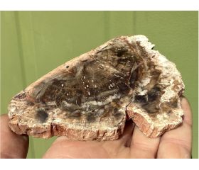 Versteend hout schijf plak