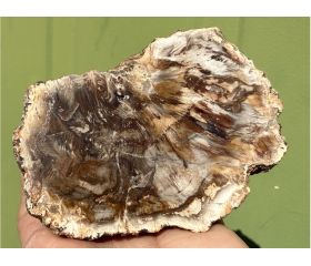 Versteend hout schijf plak