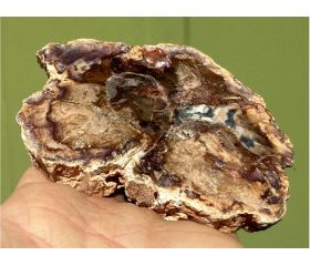 Versteend hout schijf plak