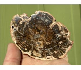 Versteend hout schijf plak