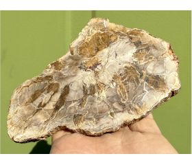 Versteend hout schijf plak