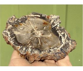 Versteend hout schijf plak