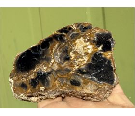 Versteend hout schijf plak