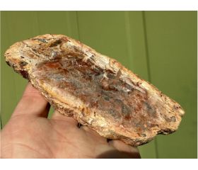 Versteend hout schijf plak