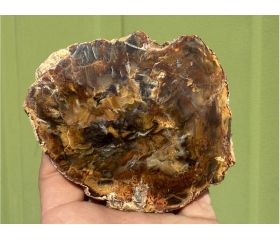 Versteend hout schijf plak