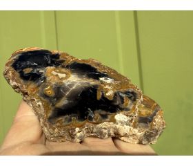 Versteend hout schijf plak
