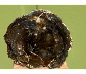 Versteend hout schijf plak