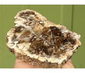 Versteend hout schijf plak
