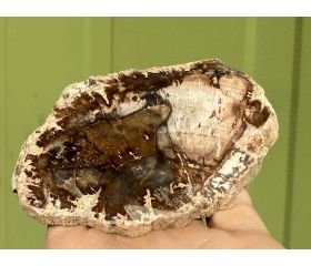 Versteend hout schijf plak