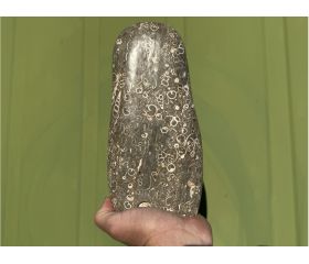 Turitella Jaspis uit Indonesië free form  XL