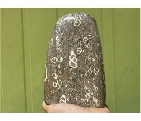 Turitella Jaspis uit Indonesië free form  XL