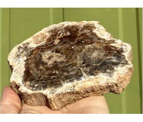 Versteend hout schijf plak  