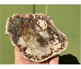 Versteend hout schijf plak