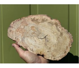 Versteend hout schijf plak