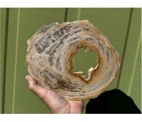 Versteend hout schijf plak