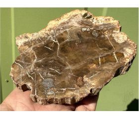 Versteend hout schijf plak