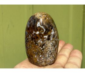Red Palm fossiel Versteend hout uit Indonesië free form