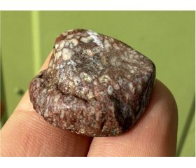 Gefossiliseerde Hoorn Koraal