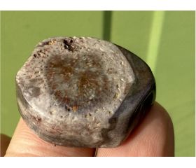 Gefossiliseerde Hoorn Koraal