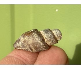 Turitella Fossielen Marokko 