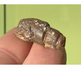 Turitella Fossielen Marokko 