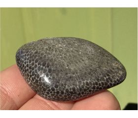 Zwarte Fossiel Koraal uit Marokko