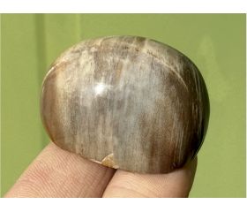 Kneusjeshoek Versteend hout halve handsteen