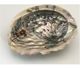 Abalone schelp groot
